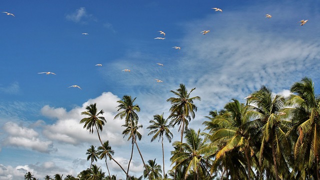 ptáci nad palmami