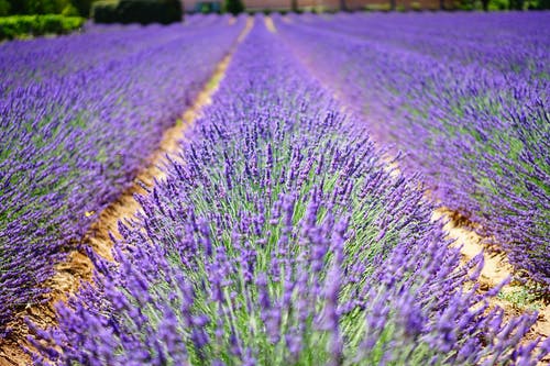 lavender-flowers-blue-flowers-purple-139396