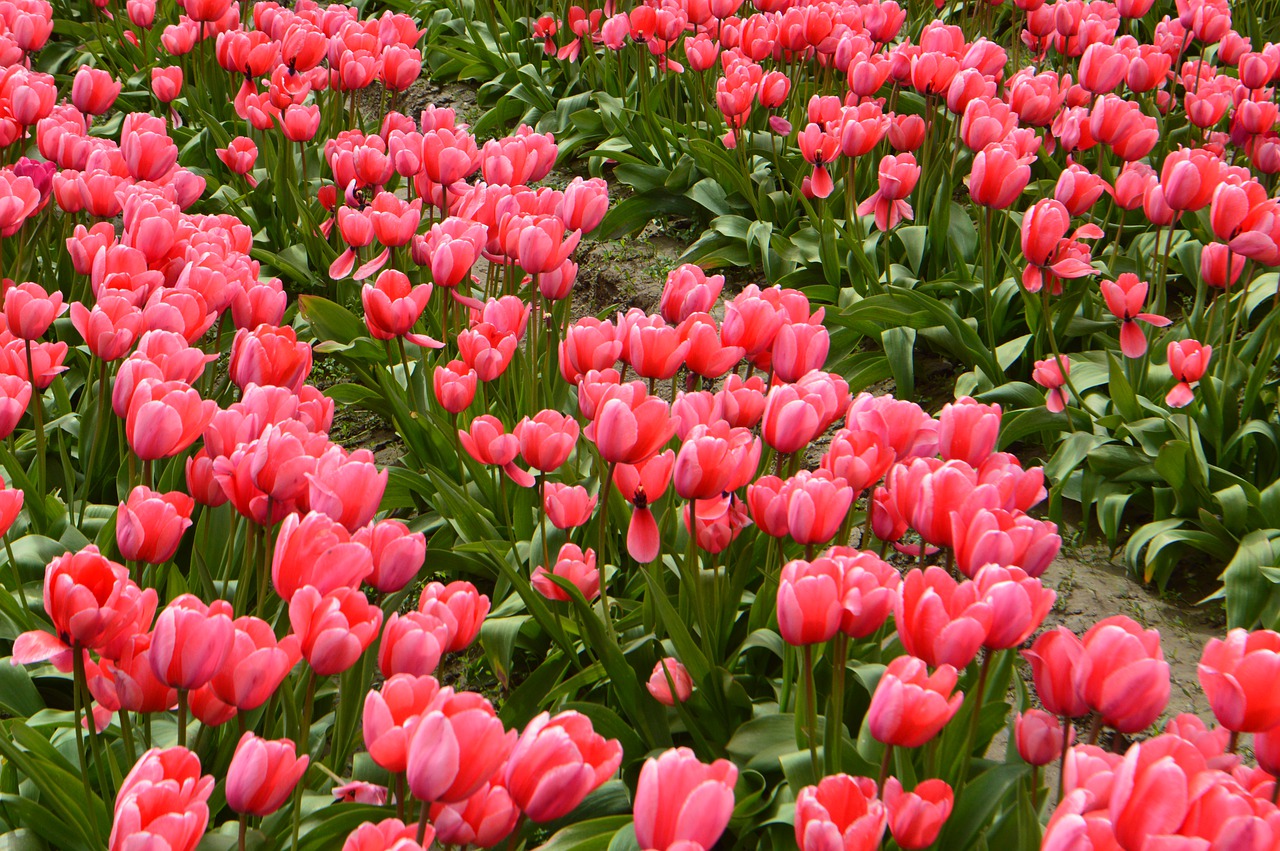 tulips-5044871_1280